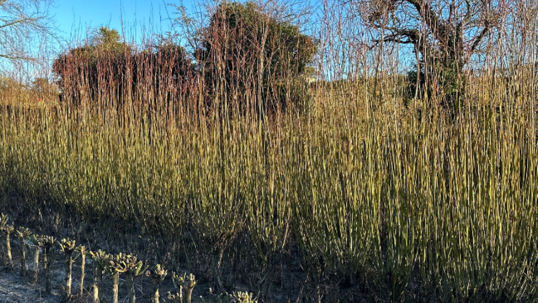 Cut willow in the field