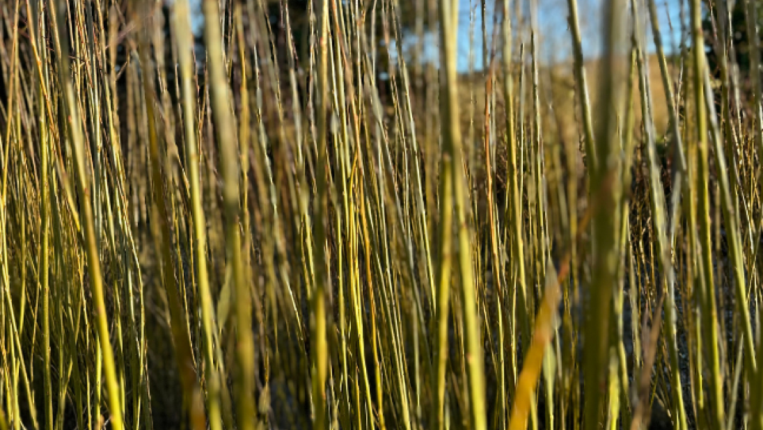 Willow growing in the field