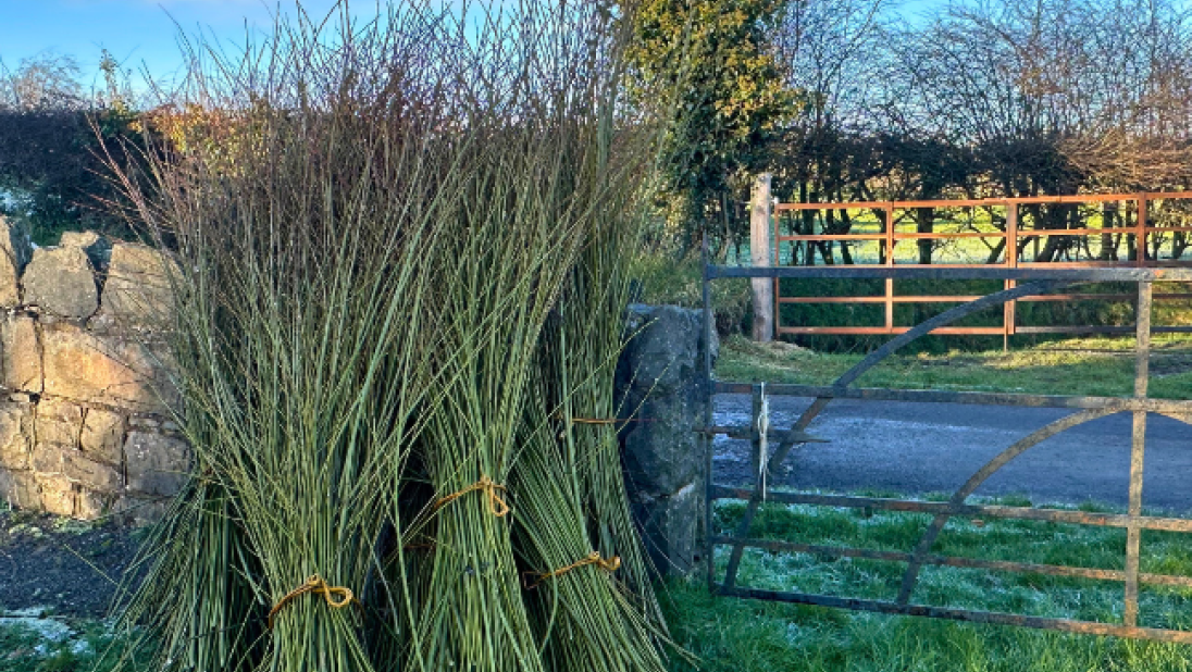 Harvested willow