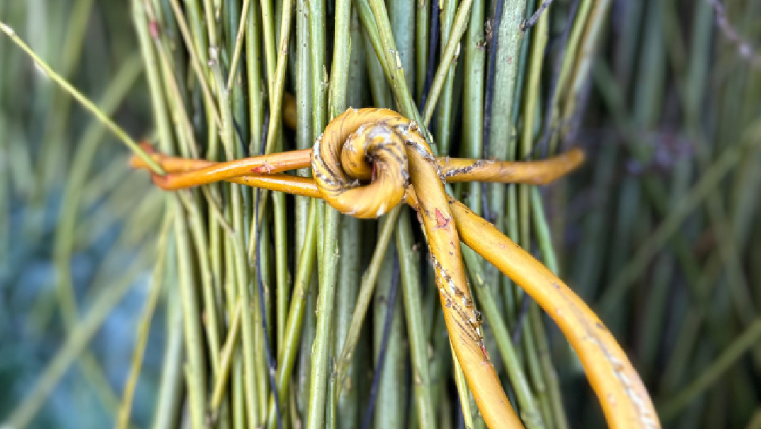 Harvested willow with knot