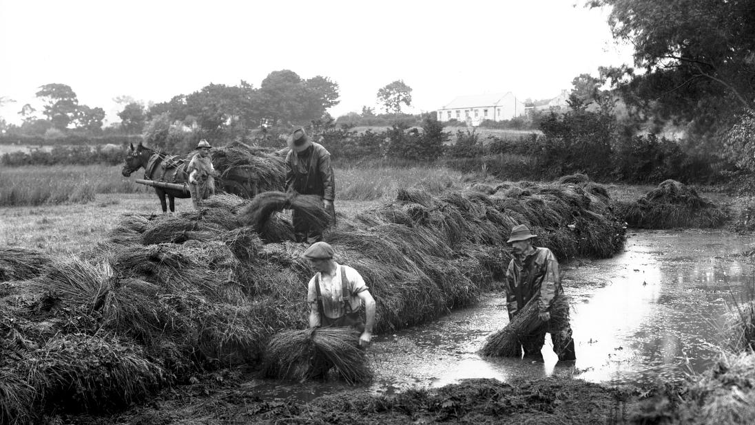 Two men wading in the lint hole and removing flax