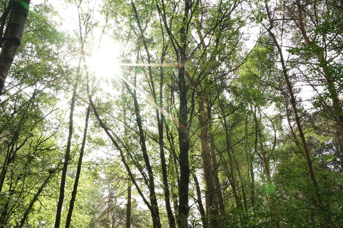 Mellon Landscape - Trees and Sun