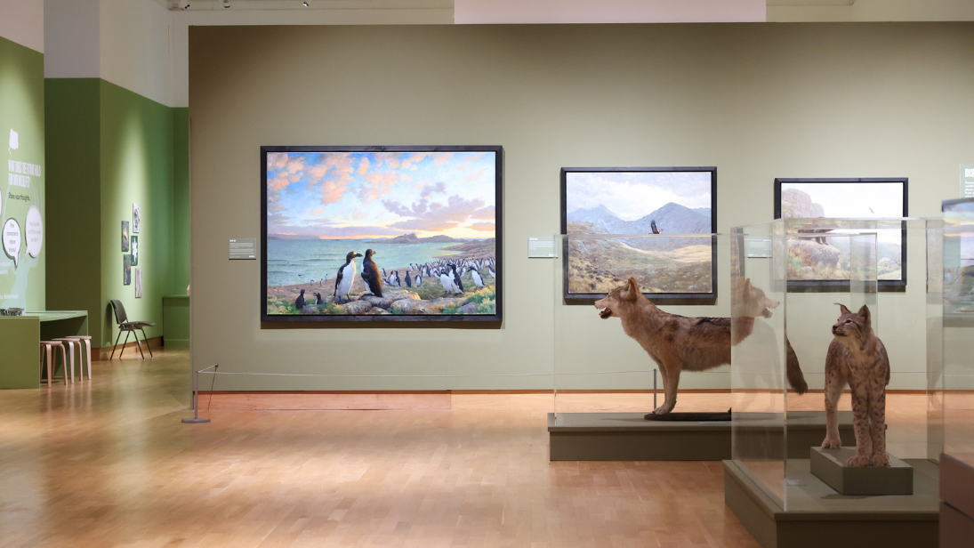 Install image of the Wild Ireland exhibition at the Ulster Museum