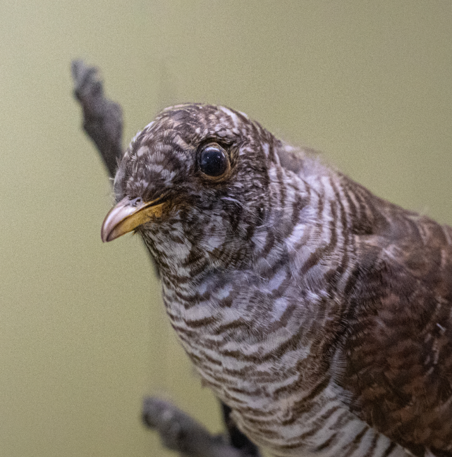 Cuckoo Cuculus Canorus 