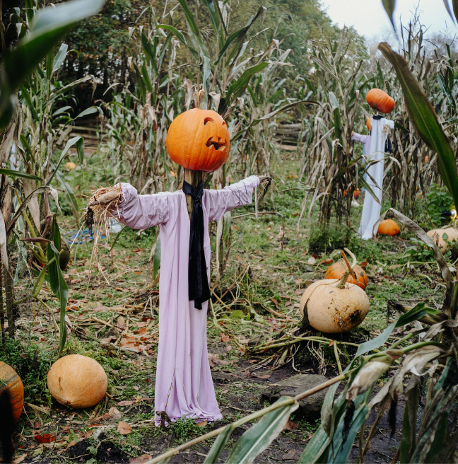 Pumpkin scarecrows in a field