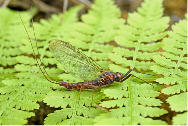 Adult Mayfly