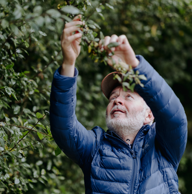 Man in a blue coat reaching up to pick berries 