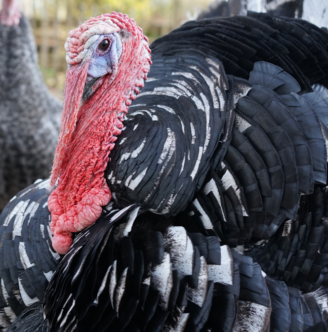 A close up photograph of a turkey. It has a large black and white body, a bright red long neck, and a piercing stare. 