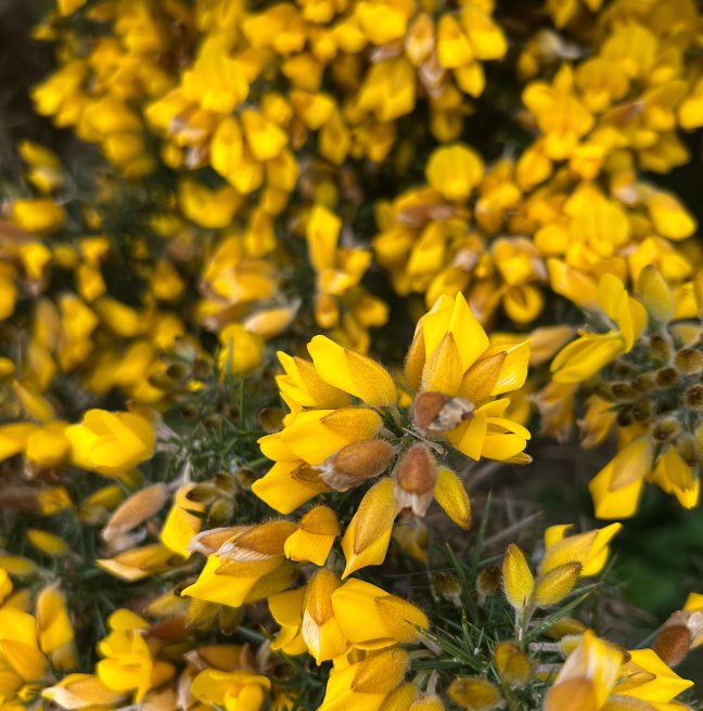 Close up of Gorse plant, yellow and green thorn