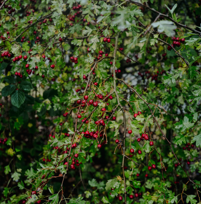 A big, dark green bush offers an abundance of red berries.