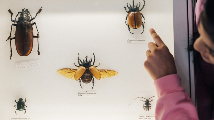 a girl looking at insects on display at Ulster Museum 