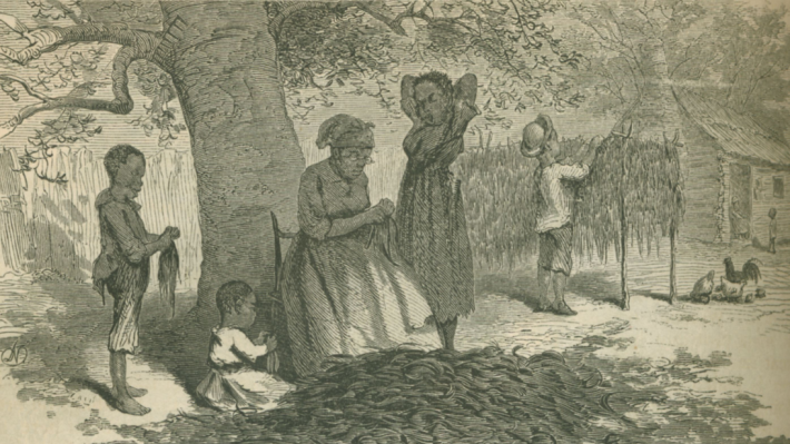 Black and white illustration of enslaved people stringing the primings of tobacco plants. 