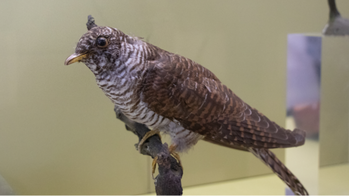 Cuckoo Bird, Taxidermy 