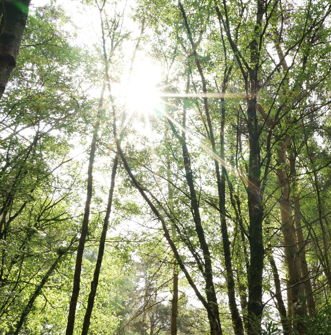 The sun shintes through lush green trees.