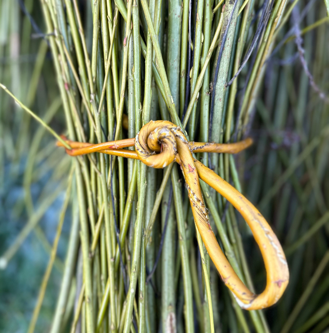 Harvested willow with knot