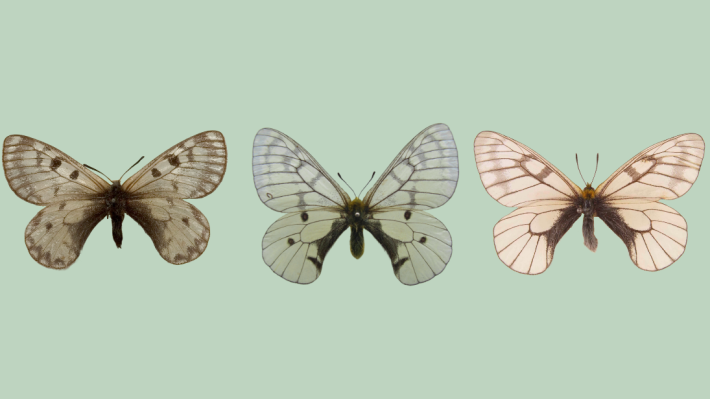 Three butterflies lie in a row.