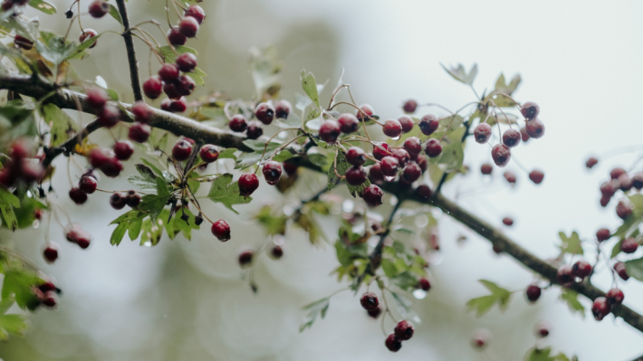 Winter Foraging Workshop - red berries on a branch