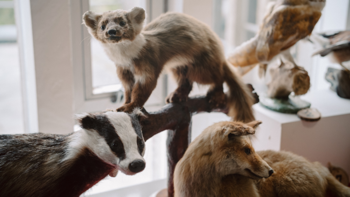 Animals in the Ulster Museum Discovery Centres