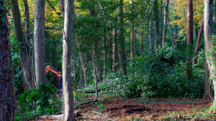 Discover the woodland restoration work taking place at the Ulster Folk Museum