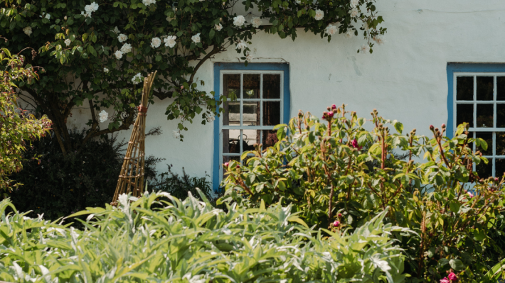 An image of a blue window on a white cottage with lots of green summer foilage