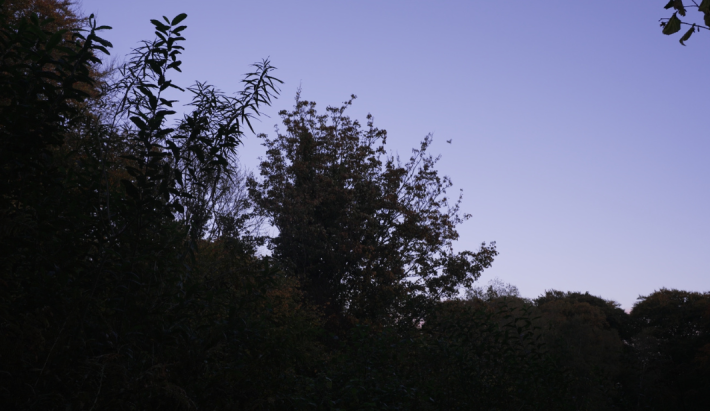 Picture of trees at twilight