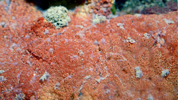 Didemnum vexillum, often called carpet sea squirt or sea vomit