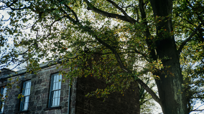A building and a tree hanging over it