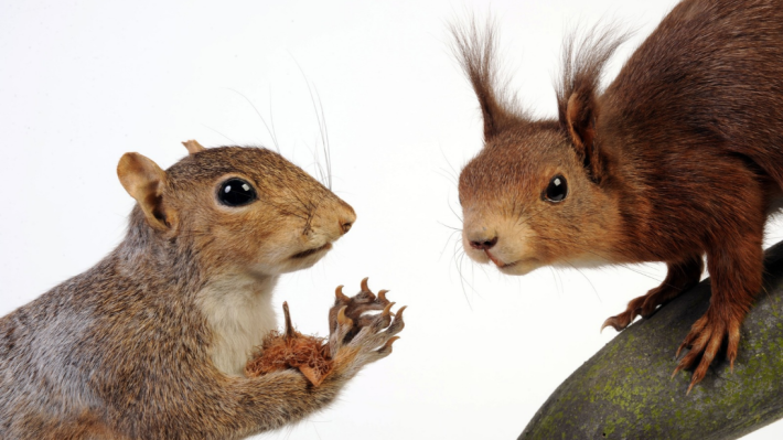 A taxidermied grey squirrel eats an acorn as a taxidermied red squirrel looks on. 