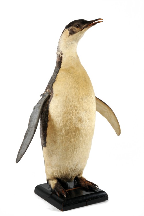 Emperor Penguin