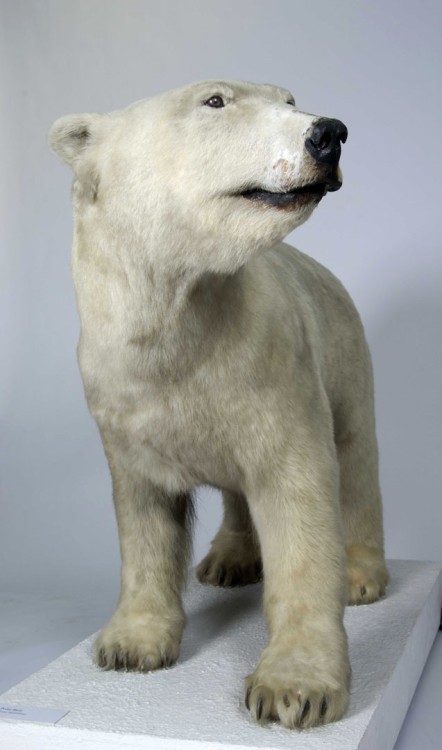 Peter the Polar Bear