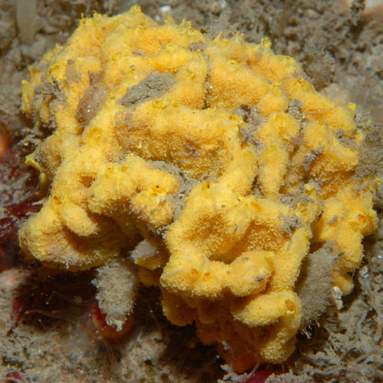 Axinella dissimilis orange sponge 