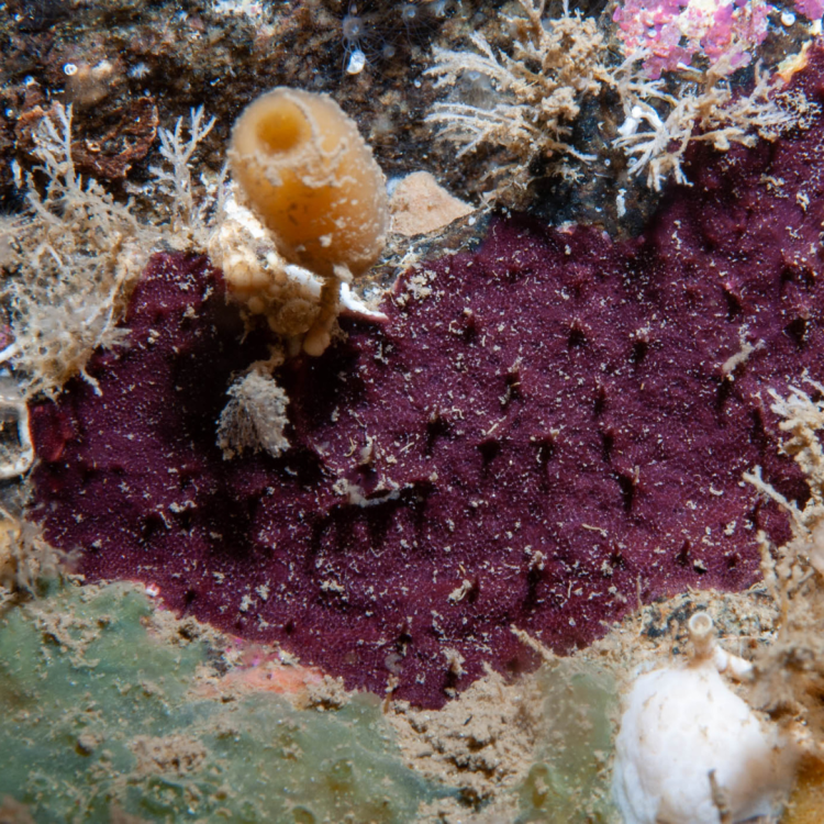 Chelonaplysilla noevus purple sponge