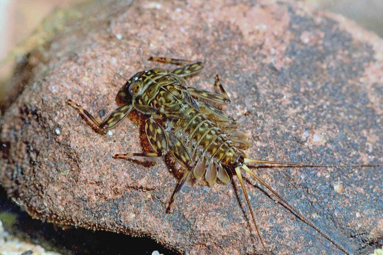 Mayfly larva, Ecdyonurus torrentis