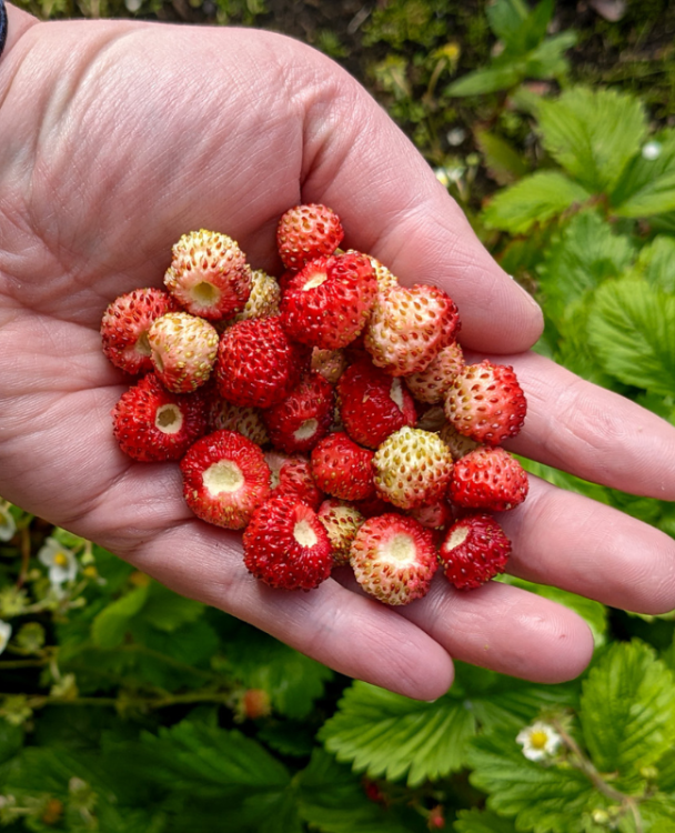 A close-up of wild strawberries.