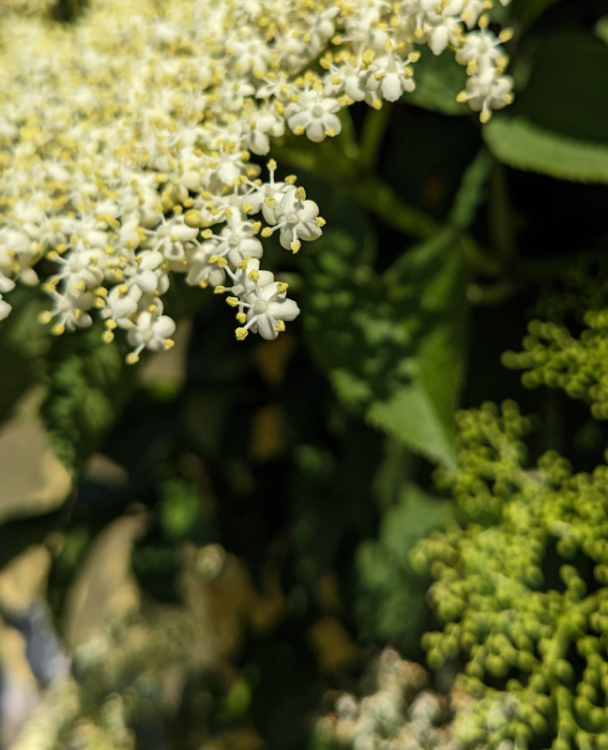 A close-up image of elderflower