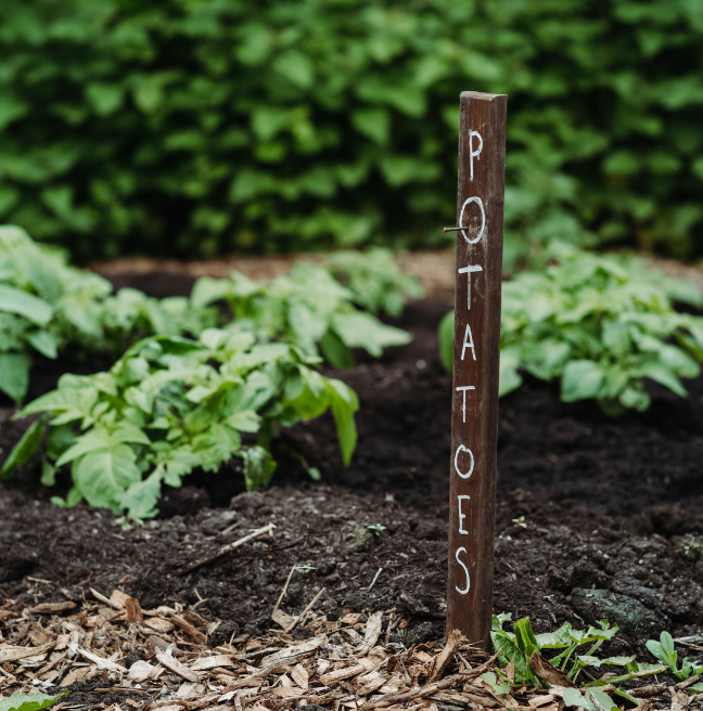 A wooden sign post in the ground saying potatoes