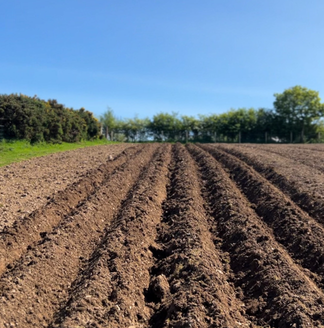 A field with drills, raised parallel beds for planting potatoes.