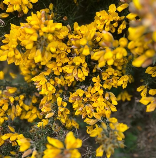 Gorse yellow flower