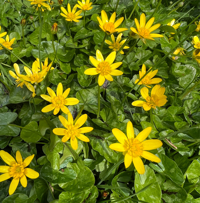 Lesser Celandine yellow flowers