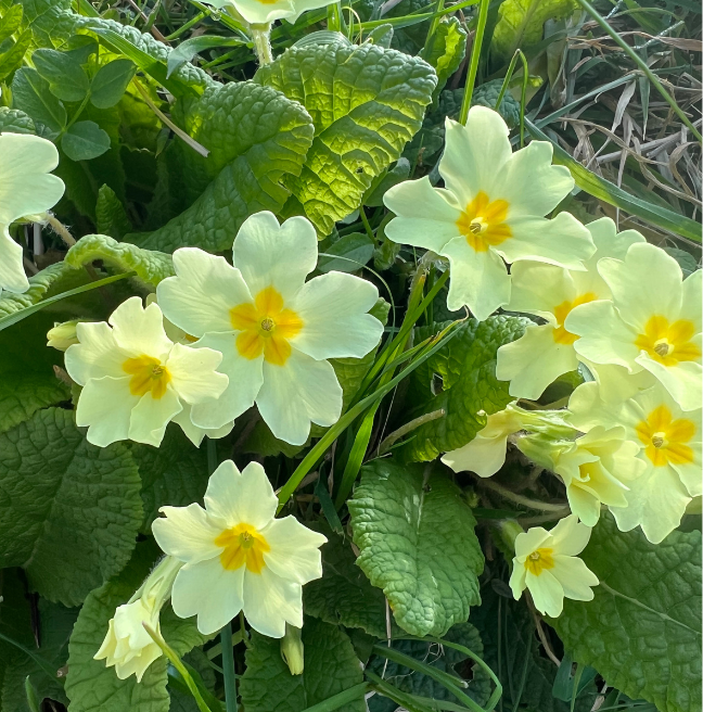 Primrose yellow flowers