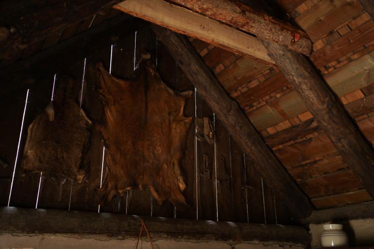 The interior wall of a log cabin showing what appears to be the skins of animals - likely fakes - hanging on the wall.