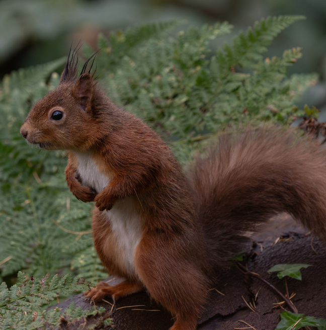 Red Squirrel (Sciurus vulgaris)