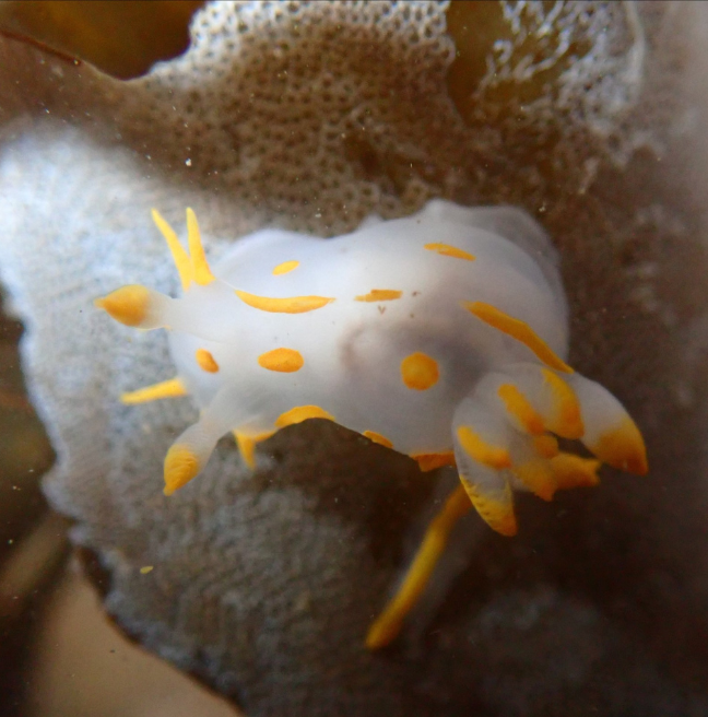 Nudribranch (Polycera quadrilineata) 