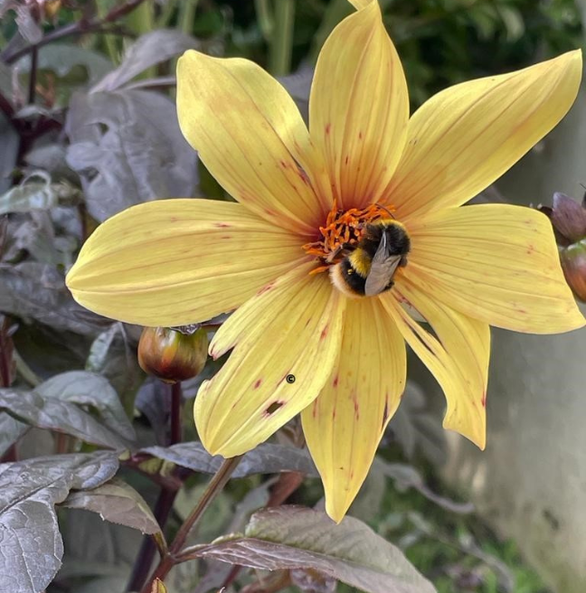 Bee in the middle of a yellow flower