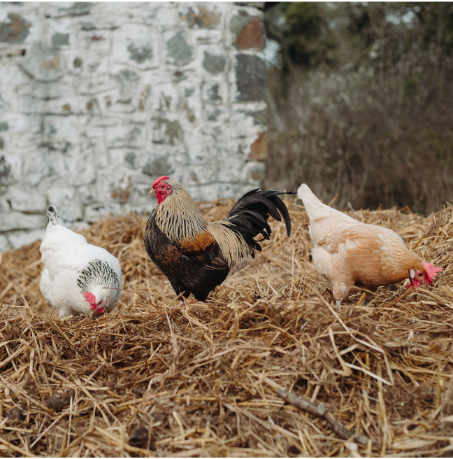 Rooster on the farm