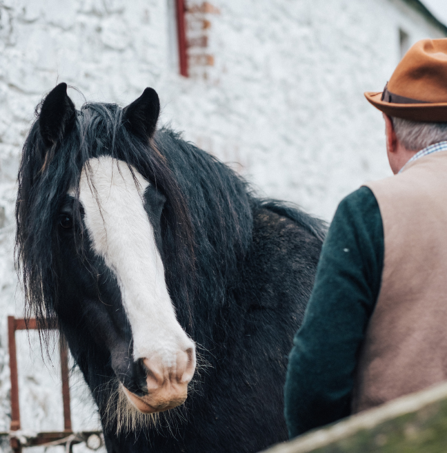 Working horse on the farm