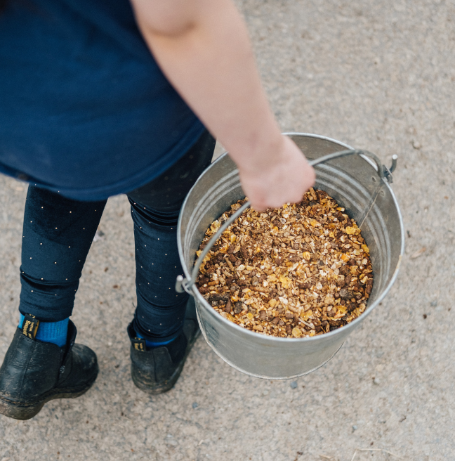 Feeding the animals on the farm