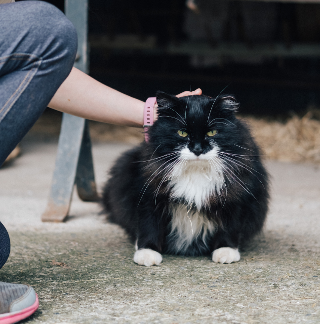 Farm friends