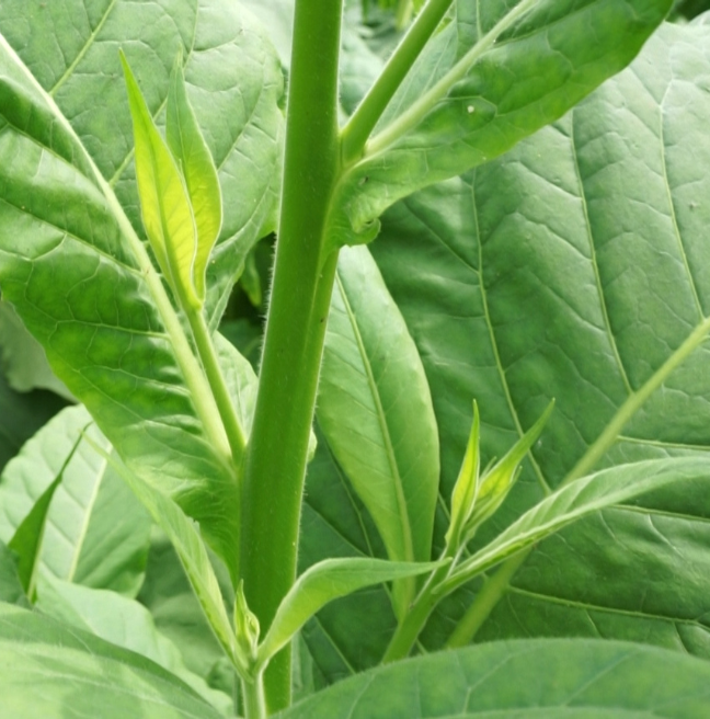 On the stem of a tobacco stalk, small shoots known as suckers are sprouting.