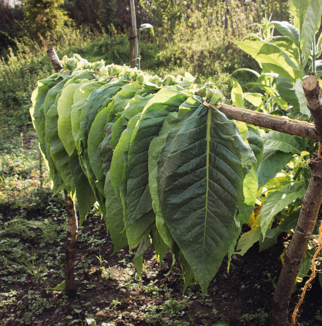 A row of tobacco leaves are trying on a spit.